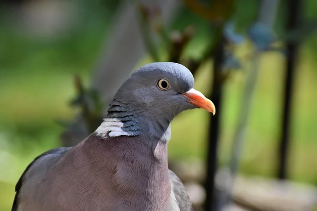 pigeon ramier