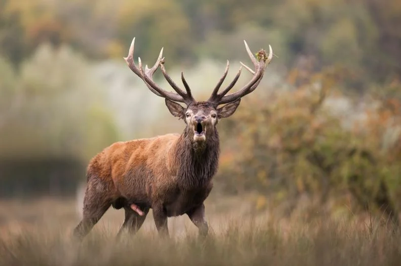 cerf elaphe argentine