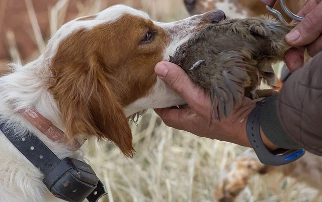 chien chasse