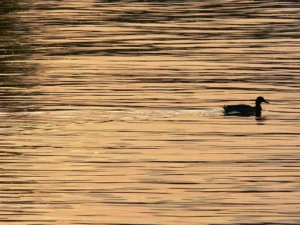 canard argentine