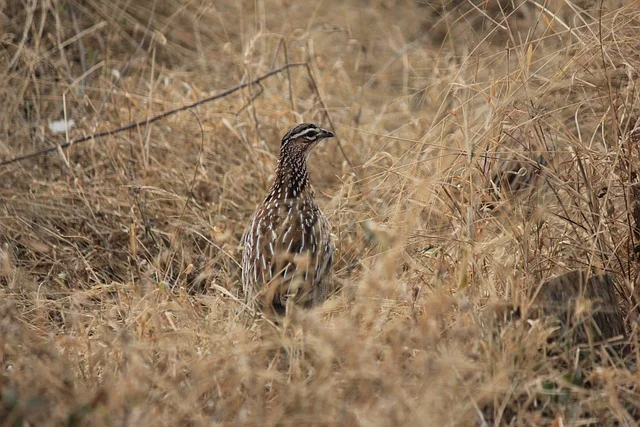 francolin senegal