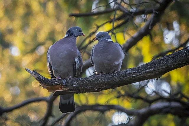 couple de palombes