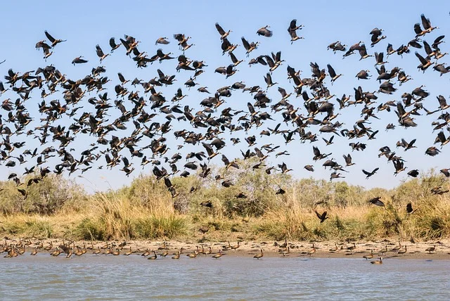 photo chasse senegal