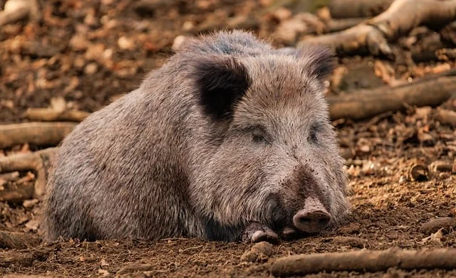 sanglier attila