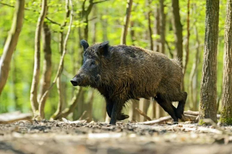 sanglier