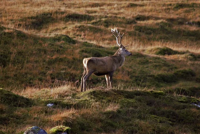 cerf ecosse