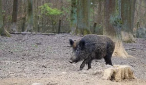 sanglier sauvage