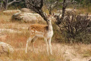 cerf texas